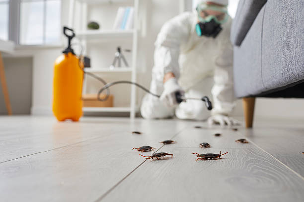 Affordable Termite Control solutions in Luray, VA